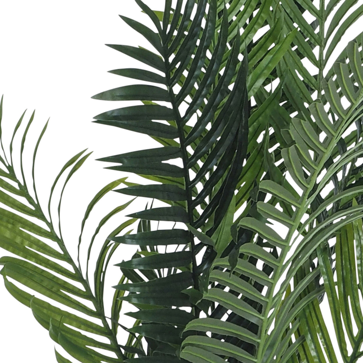 areca palm for sale nz Eden Potted 175cm Areca Palm – Early Settler NZ