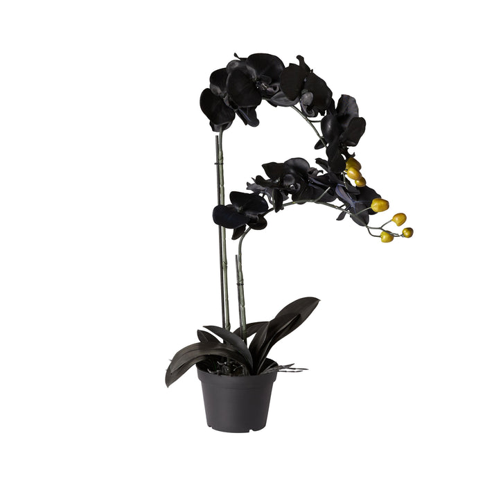 Fiore Black Orchid 2 Stems 70cm