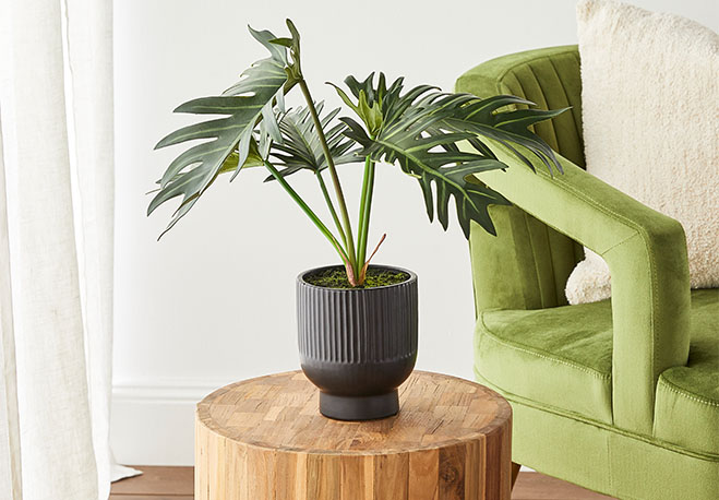 Potted Plants