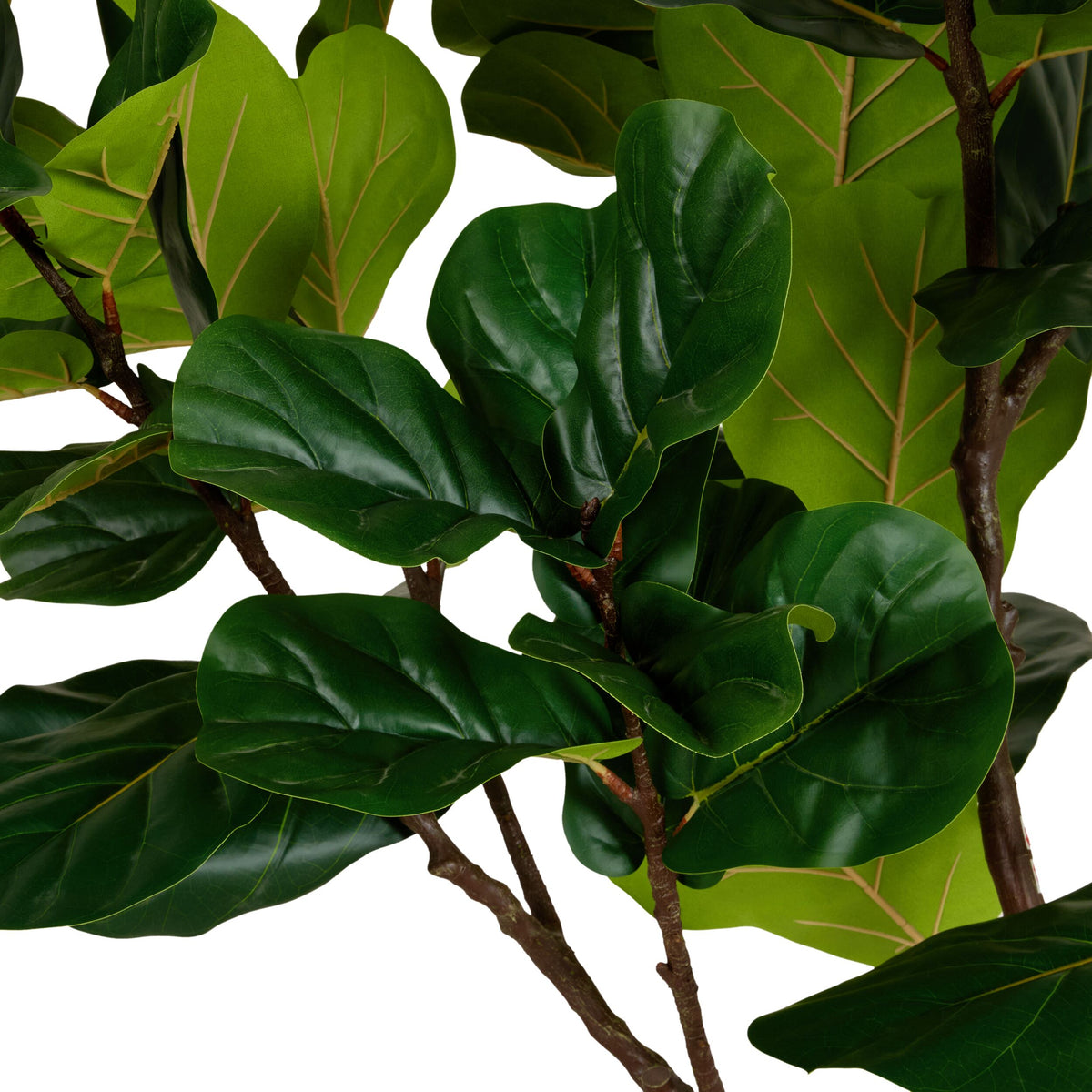 Grand JardiniÃ¨re Ficus Tree 220cm