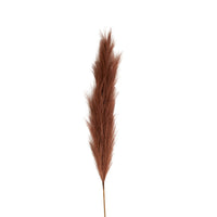 Bloomery Pampas Grass Stem Auburn 114cm