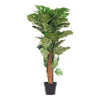 Eden Potted Monstera 105cm