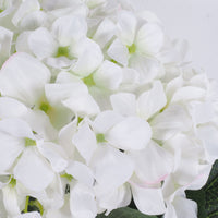 Blume Hydrangea Cream