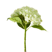 Bloomery Hydrangea Stem Soft Green 56cm