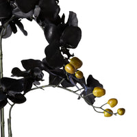Fiore Black Orchid 2 Stems 70cm