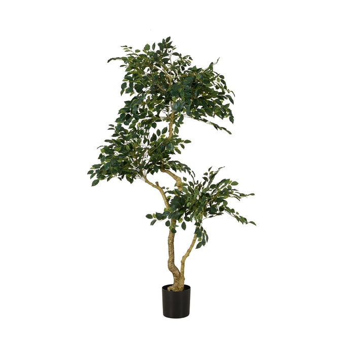 Grand JardiniÃ¨re Mini Leaf Ficus Tree 180cm