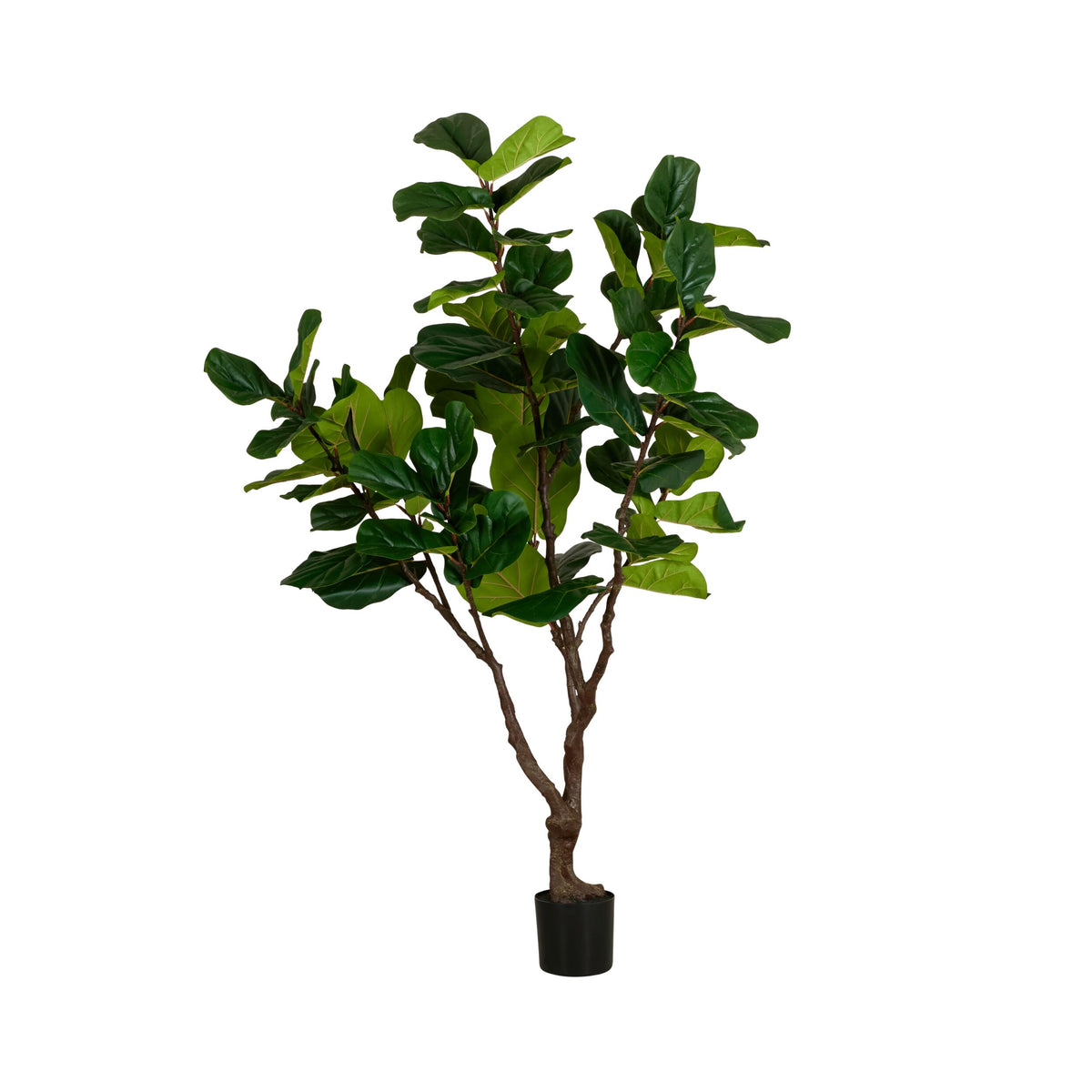Grand JardiniÃ¨re Ficus Tree 220cm
