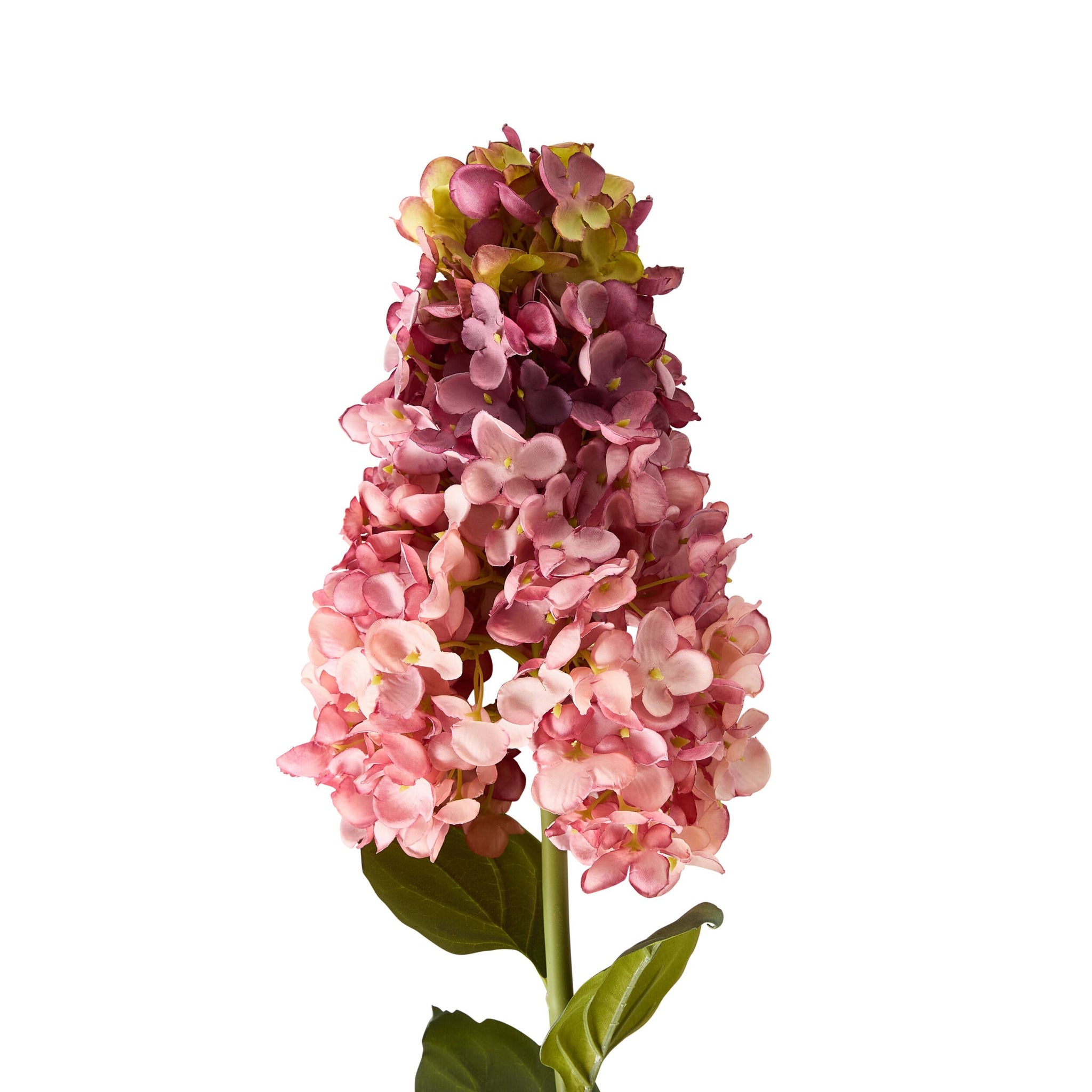 Bloomery Panicle Hydrangea Stem Mauve 95cm