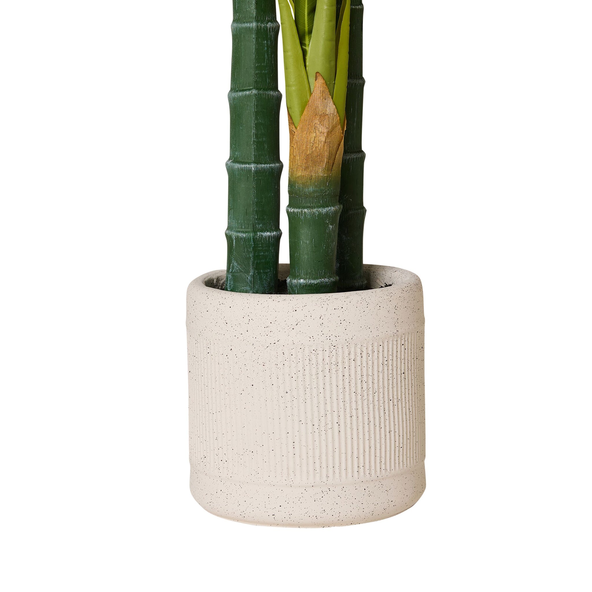 Eden Bird of Paradise 150cm