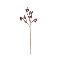 Bloomery Kangaroo Paw Stem 61cm