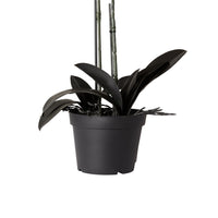 Fiore Black Orchid 2 Stems 70cm