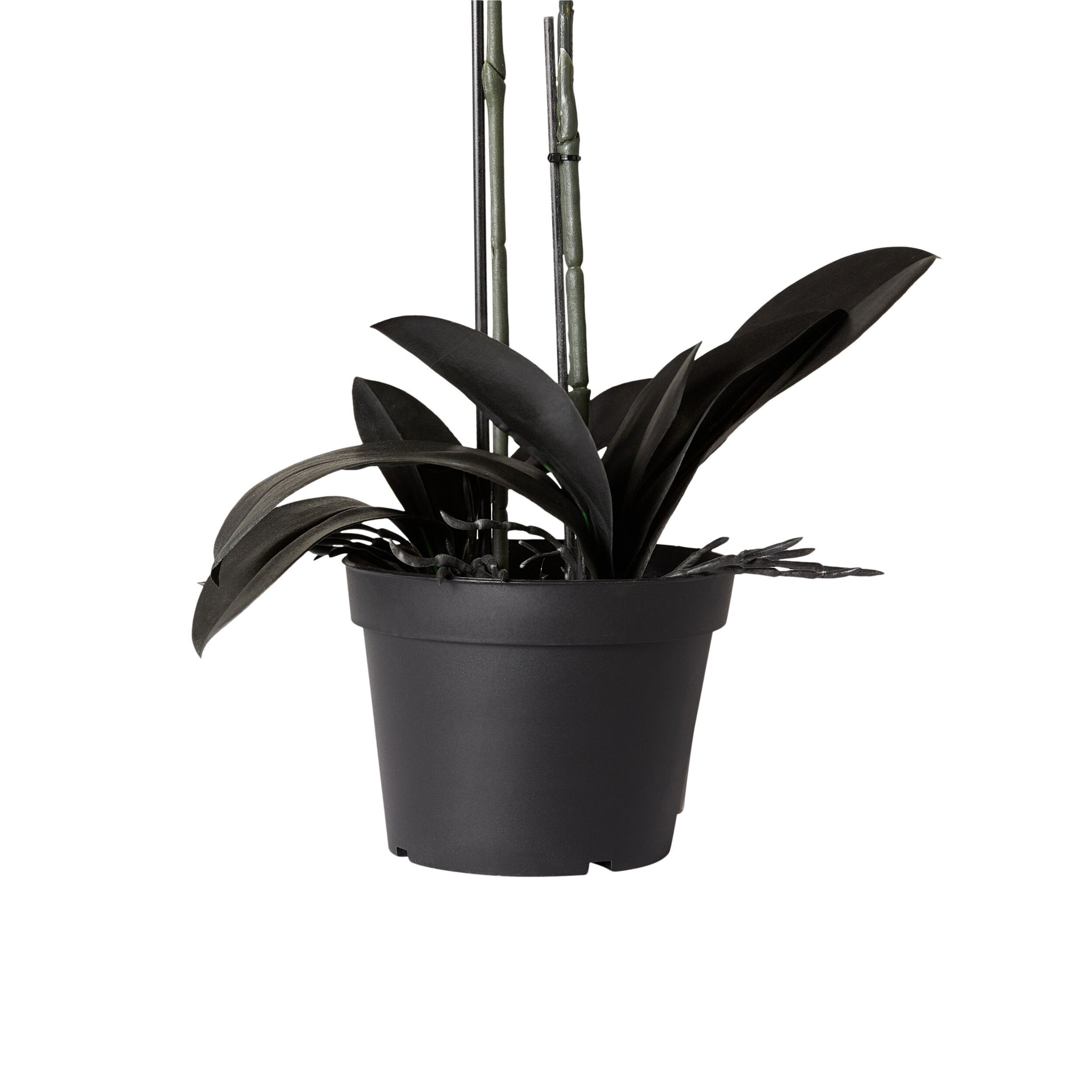 Fiore Black Orchid 2 Stems 70cm