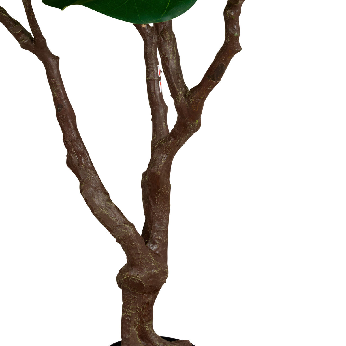 Grand JardiniÃ¨re Ficus Tree 220cm