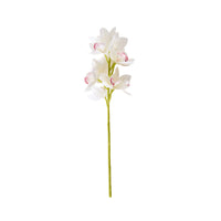 Bloomery Boat Orchid Stem White 63cm