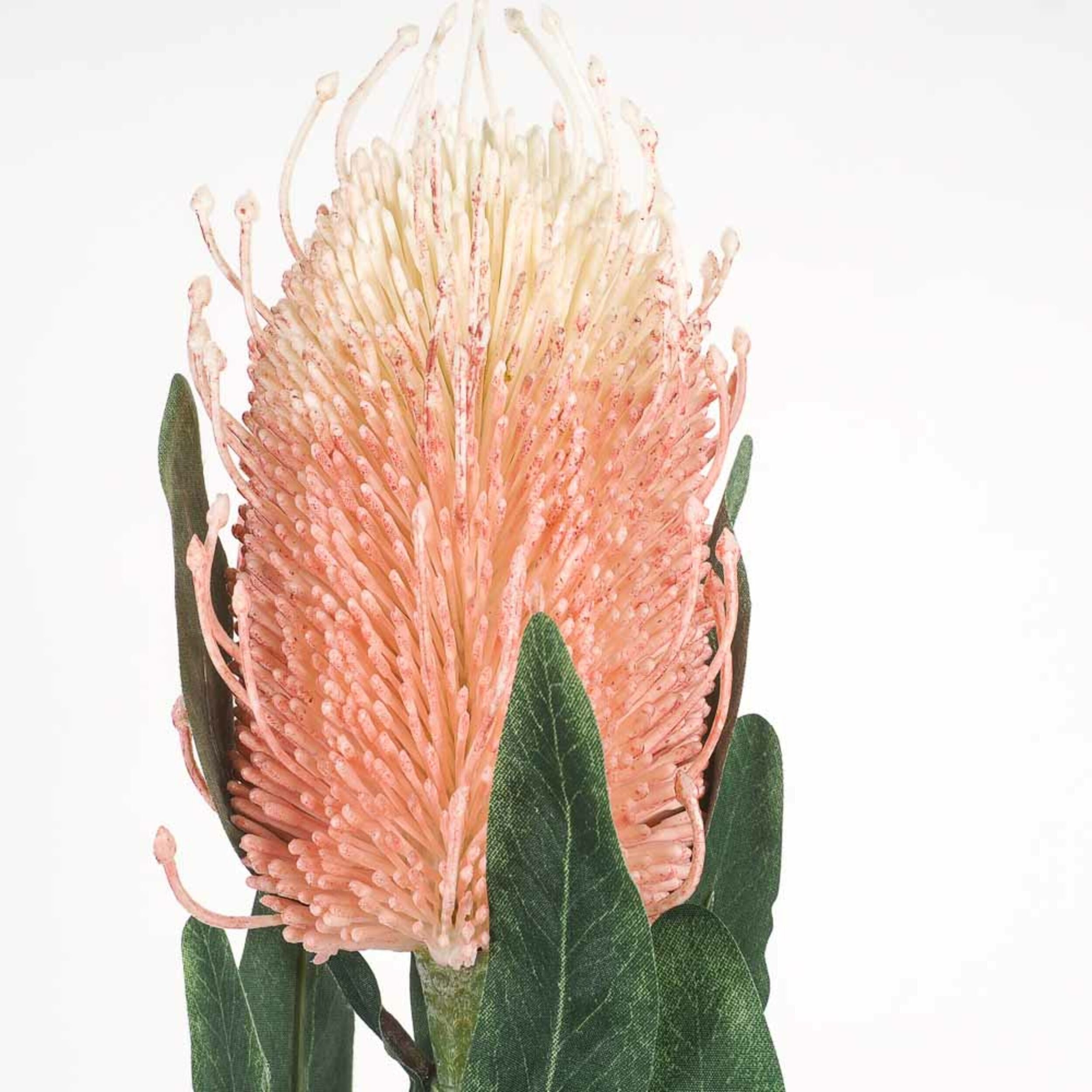 Acacia Peach Banksia 61cm