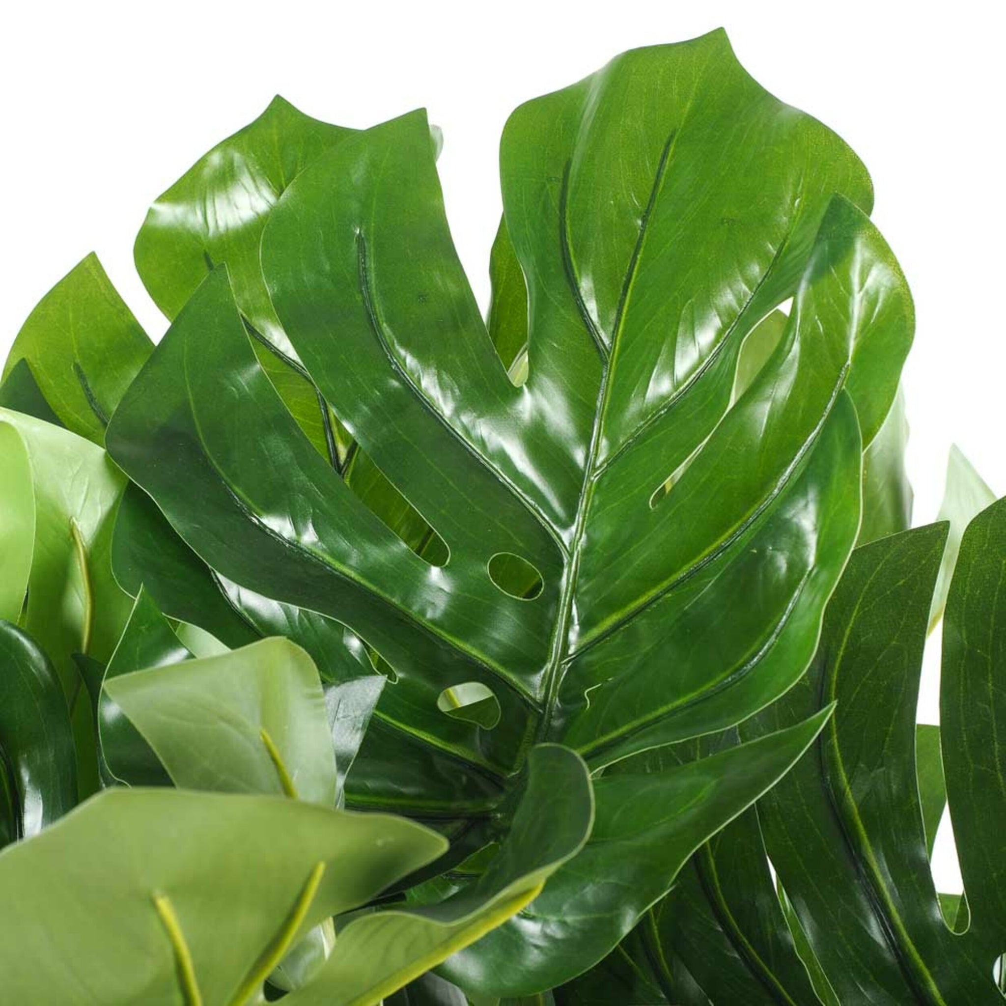 Eden Monstera Plant 120cm – Early Settler NZ