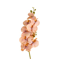 Bloomery Moth Orchid Stem Peach 102cm