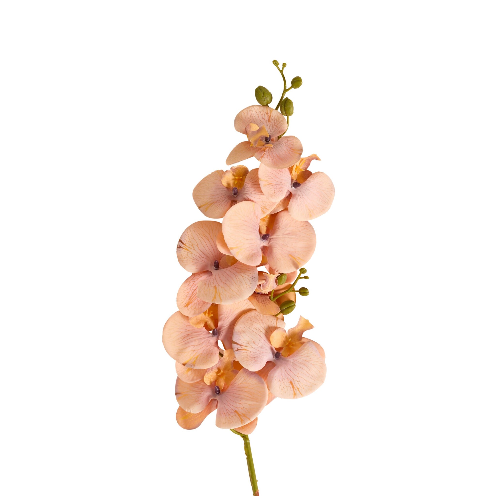 Bloomery Moth Orchid Stem Peach 102cm