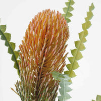 Blume Dark Banksia 66cm