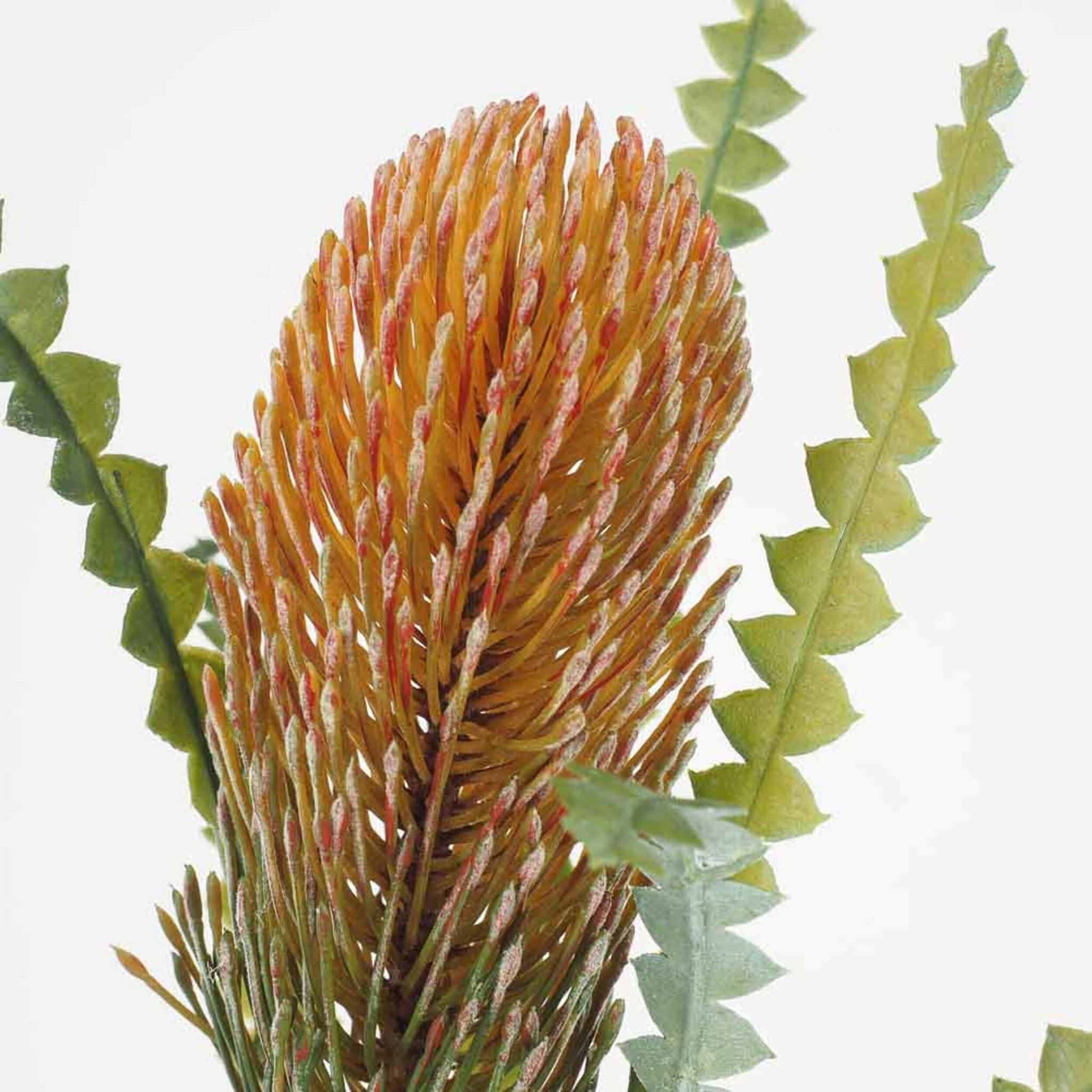 Blume Dark Banksia 66cm