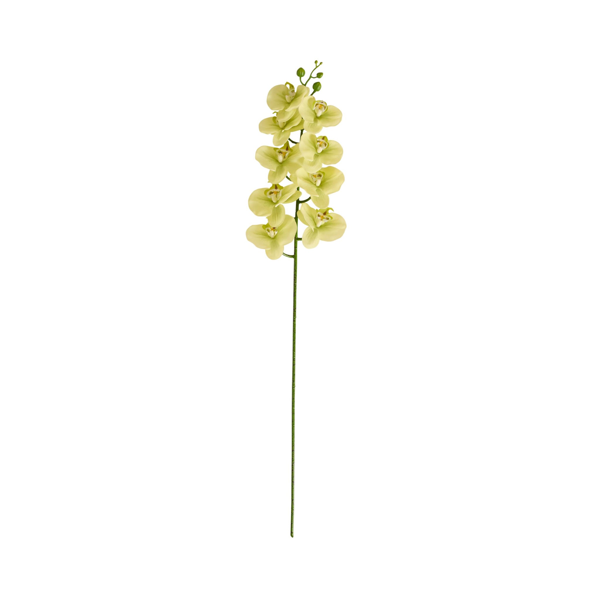 Bloomery Moth Orchid Stem Soft Green 94cm