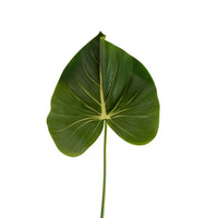 Bloomery Taro Leaf Stem 81cm
