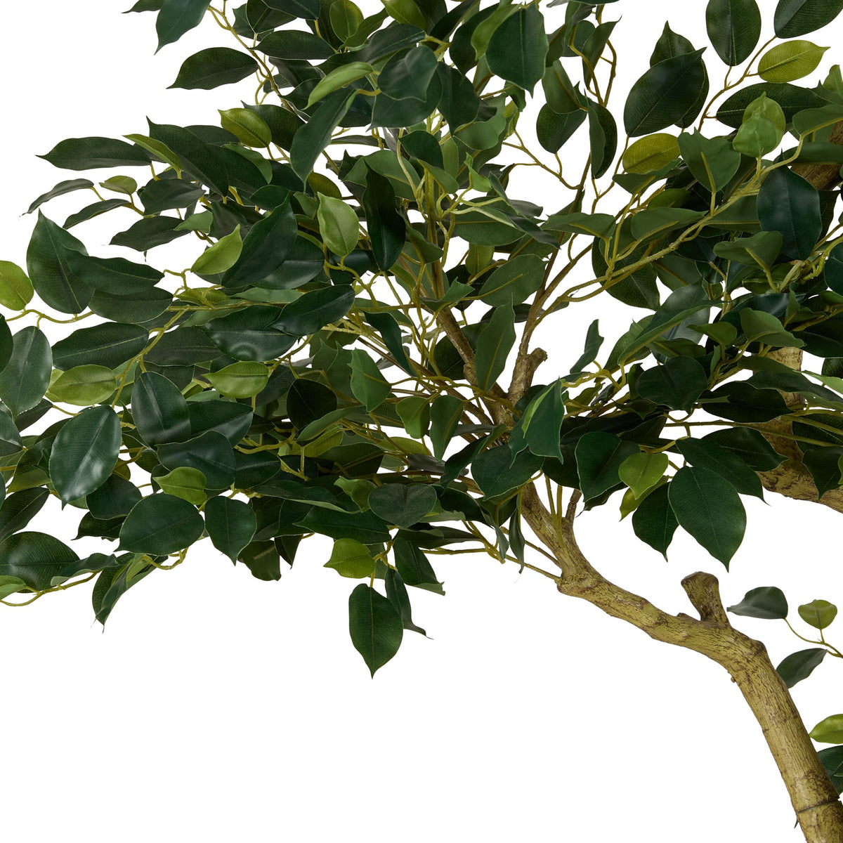 Grand JardiniÃ¨re Mini Leaf Ficus Tree 180cm