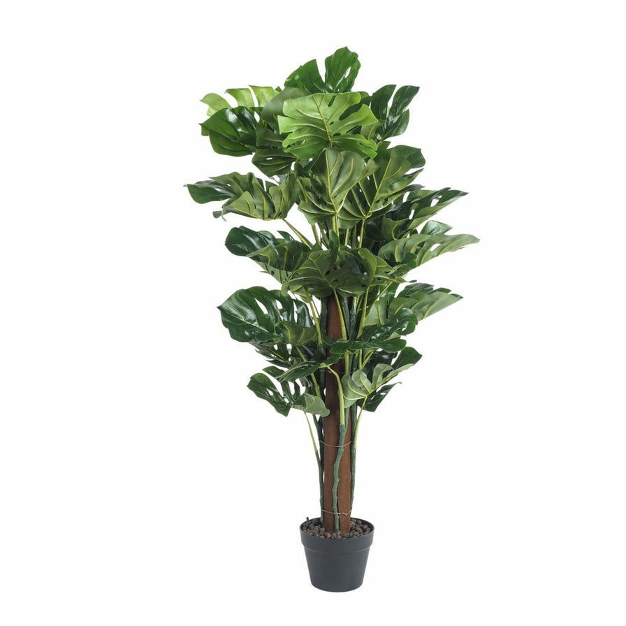 Eden Monstera Plant 120cm – Early Settler NZ