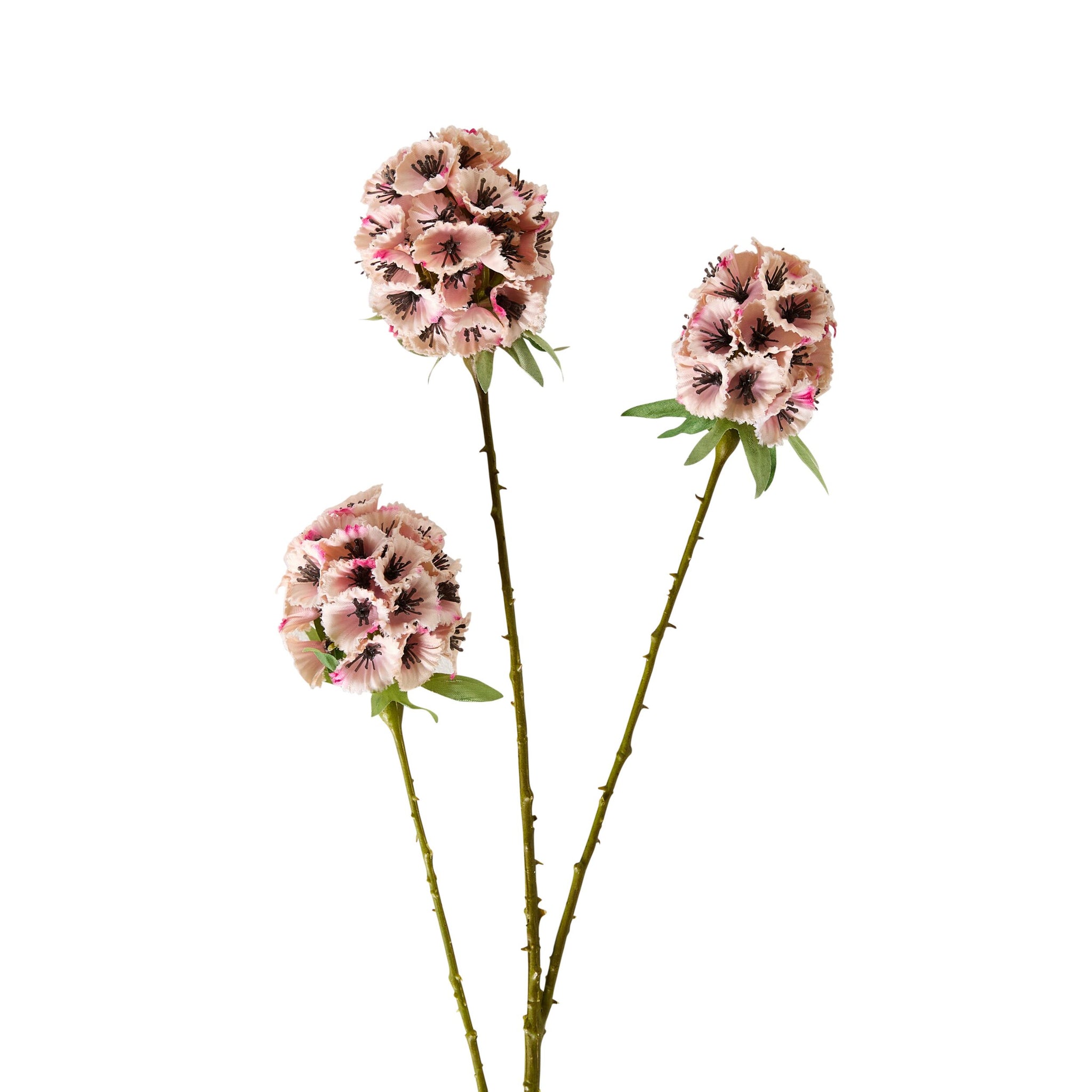 Bloomery Sweet William Stem Pink 71cm