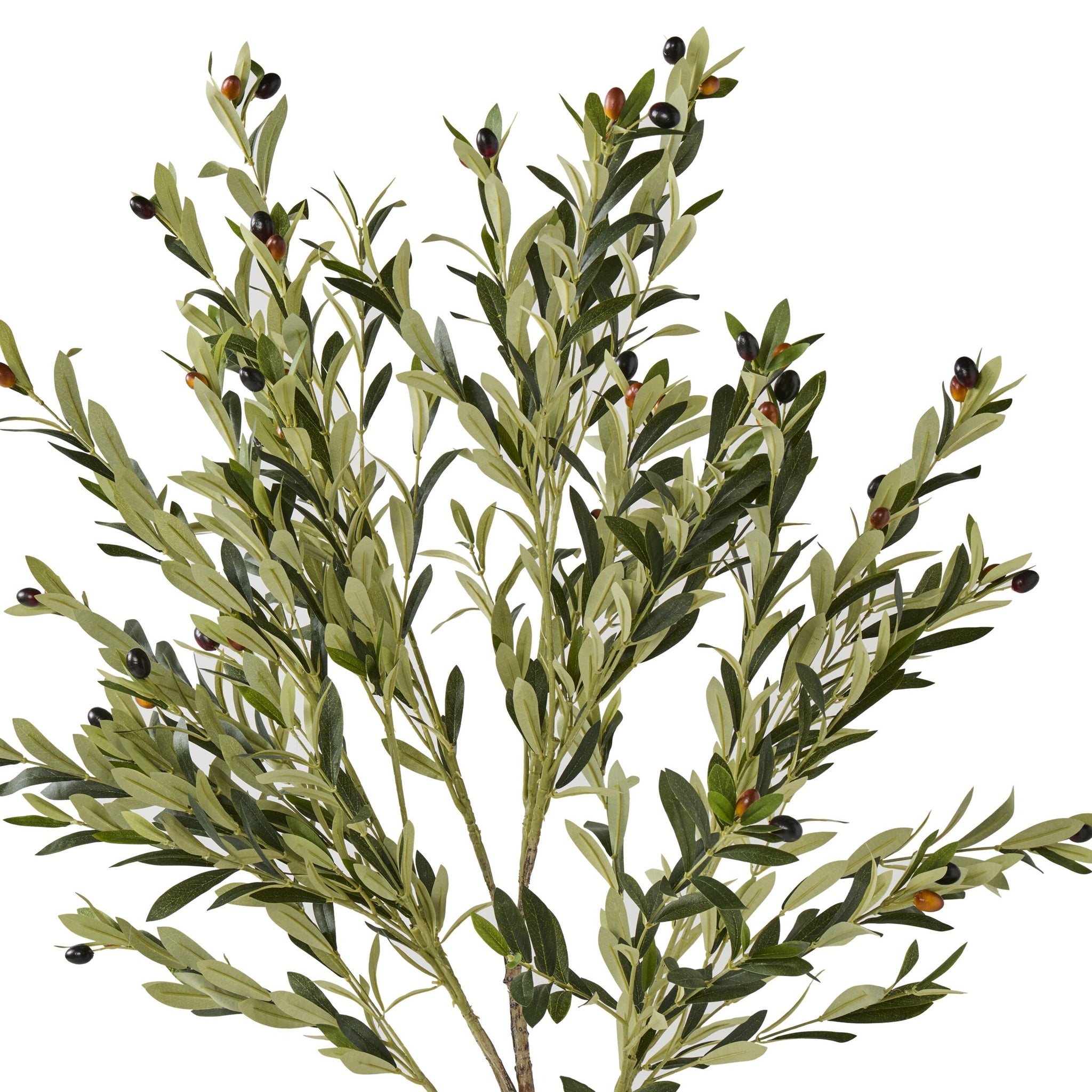 Eden Olive Tree 130cm