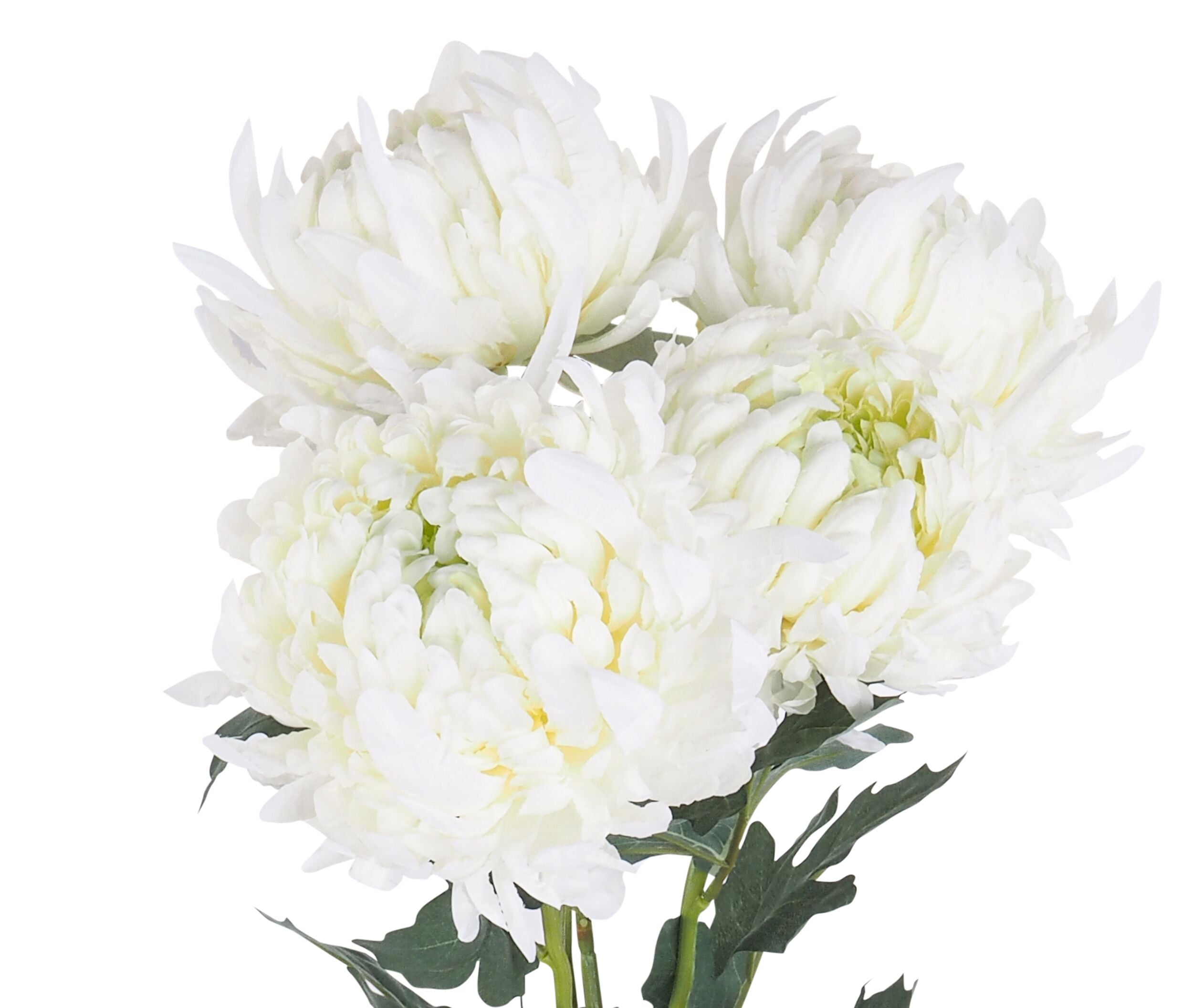 Blume White Chrysanthemum Bunch x5 56cm