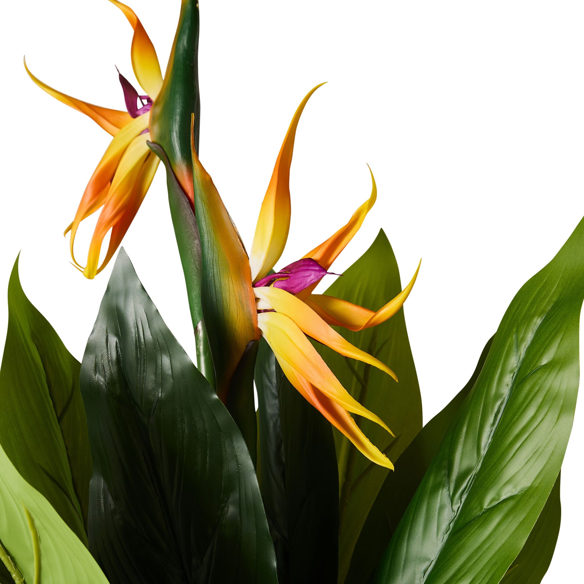 Eden Bird of Paradise 95cm