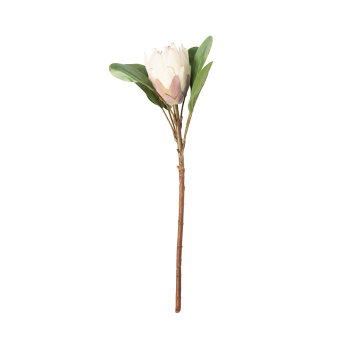 Bloomery Protea Stem Cream 53cm
