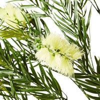 Eden Bottle Brush Cream 130cm