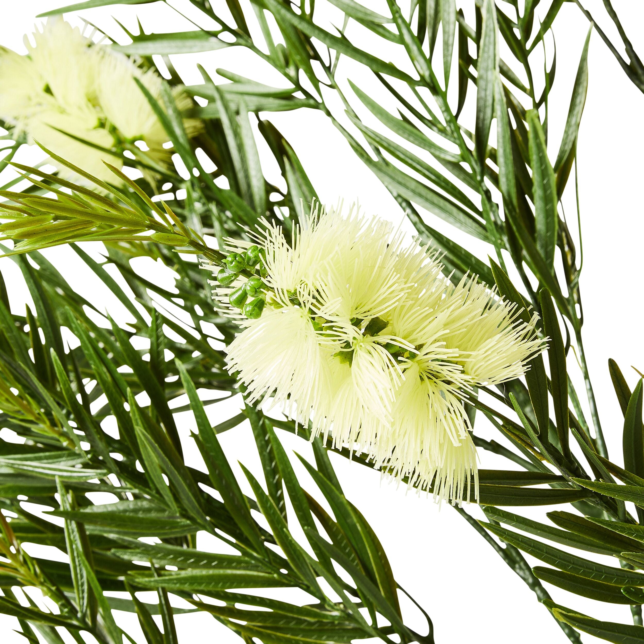 Eden Bottle Brush Cream 130cm