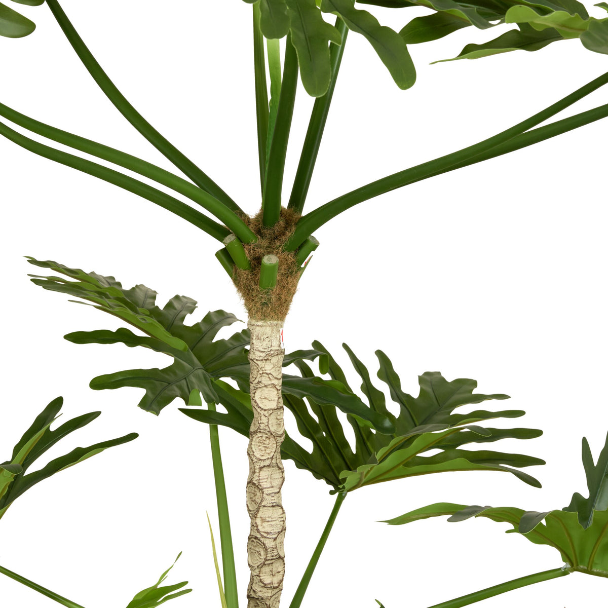 Grand JardiniÃ¨re Philodendron Tree 180cm