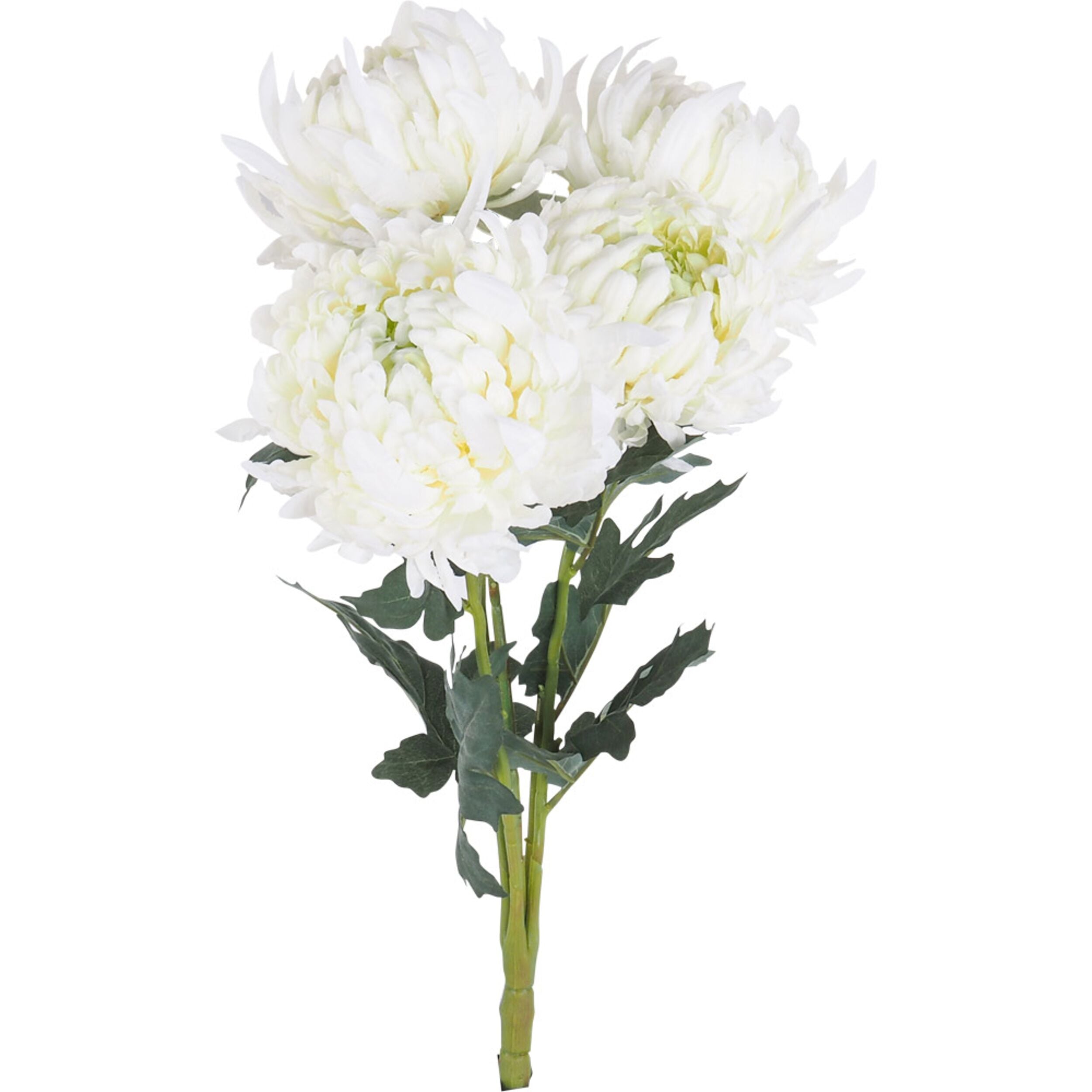 Blume White Chrysanthemum Bunch x5 56cm