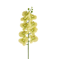 Bloomery Moth Orchid Stem Soft Green 94cm