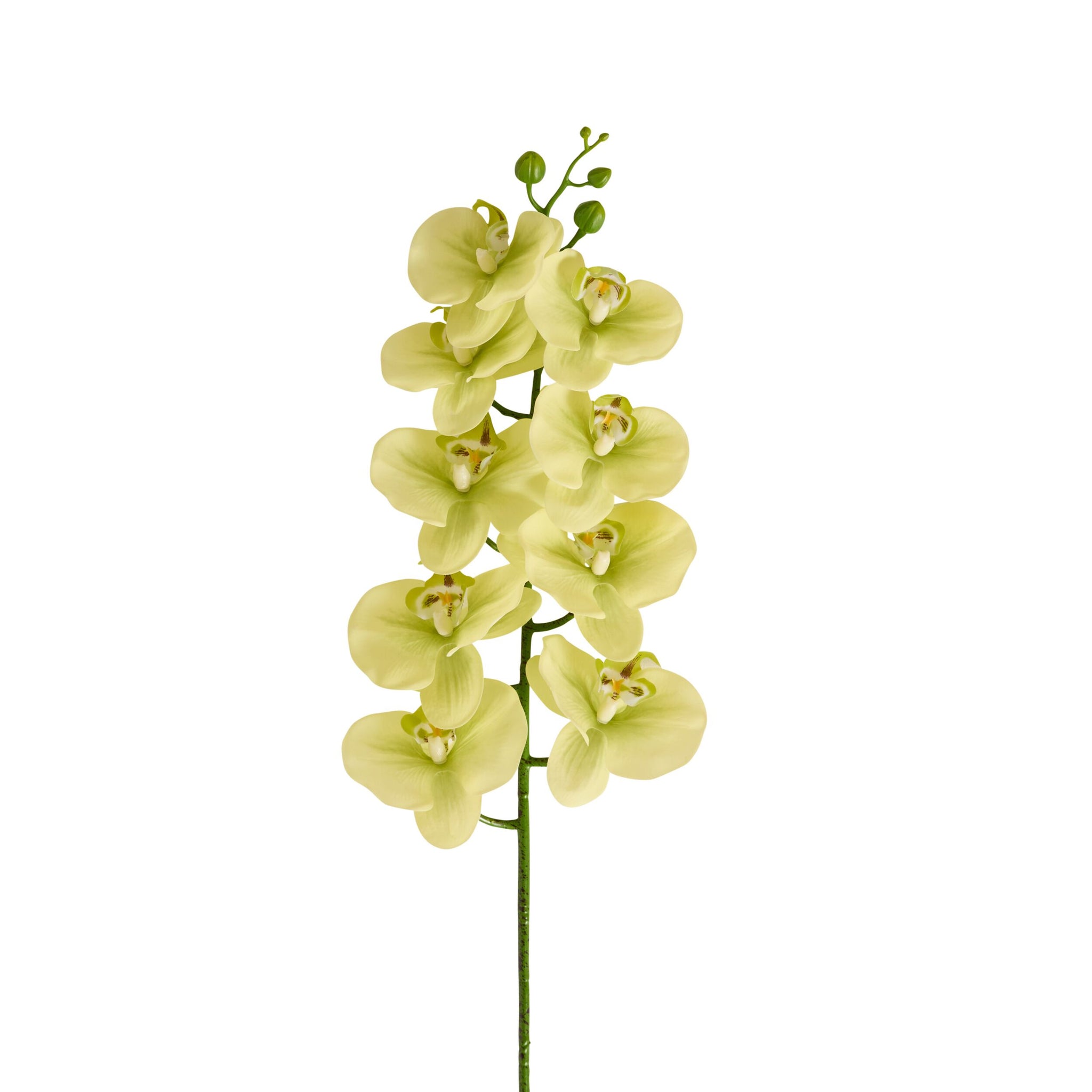 Bloomery Moth Orchid Stem Soft Green 94cm