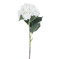 Blume Hydrangea Cream