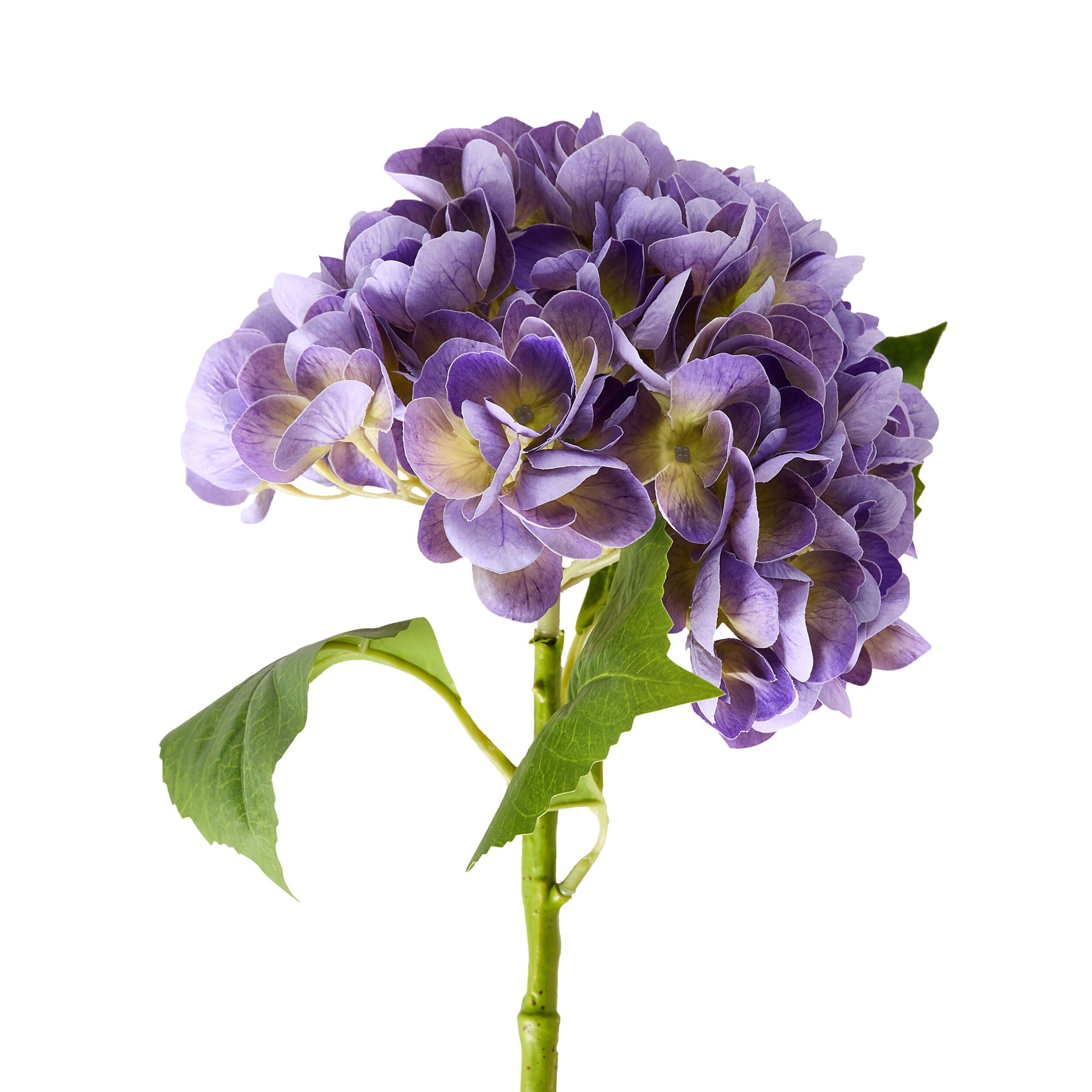Bloomery Hydrangea Stem Purple 56cm