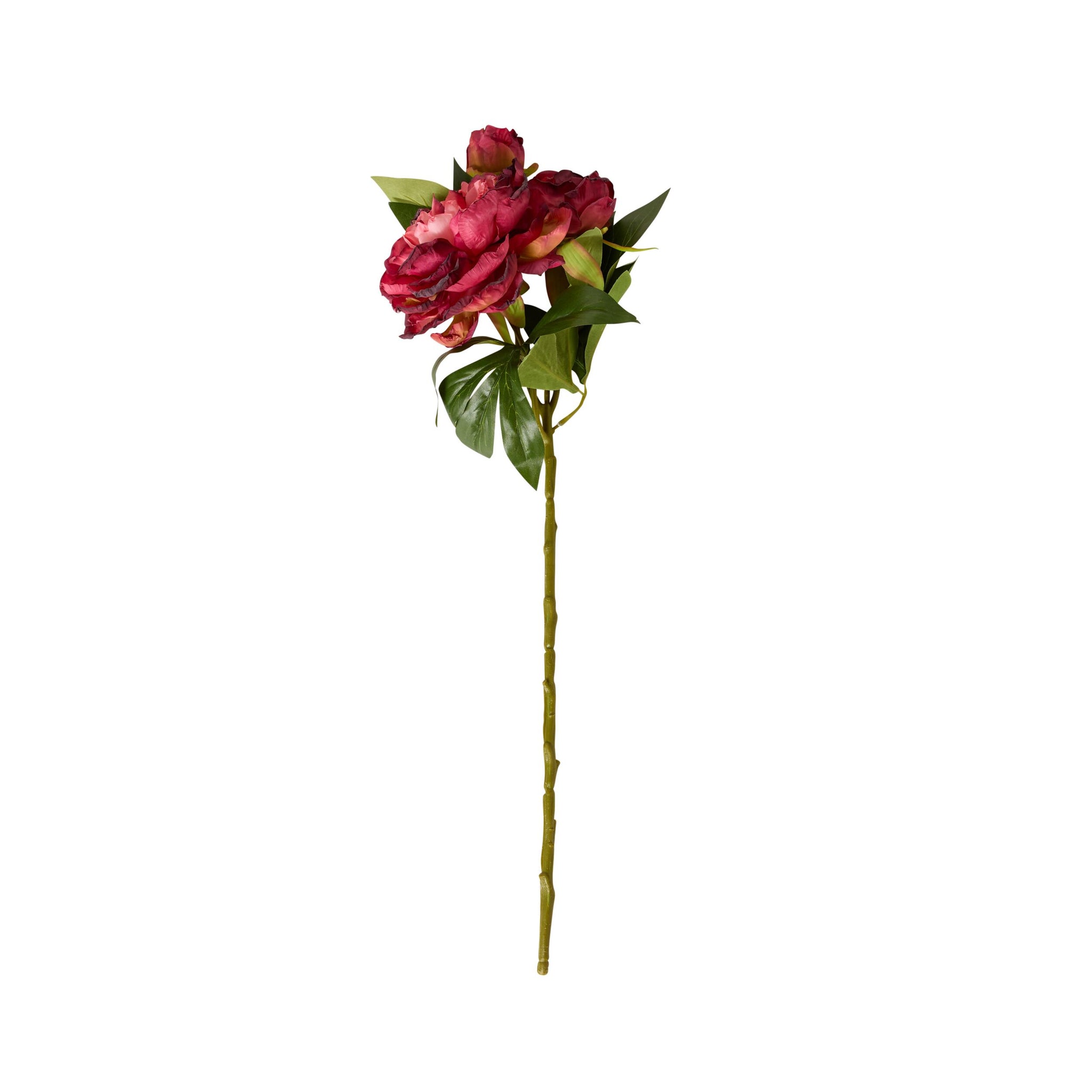 Bloomery Peony Stem Plum 61cm