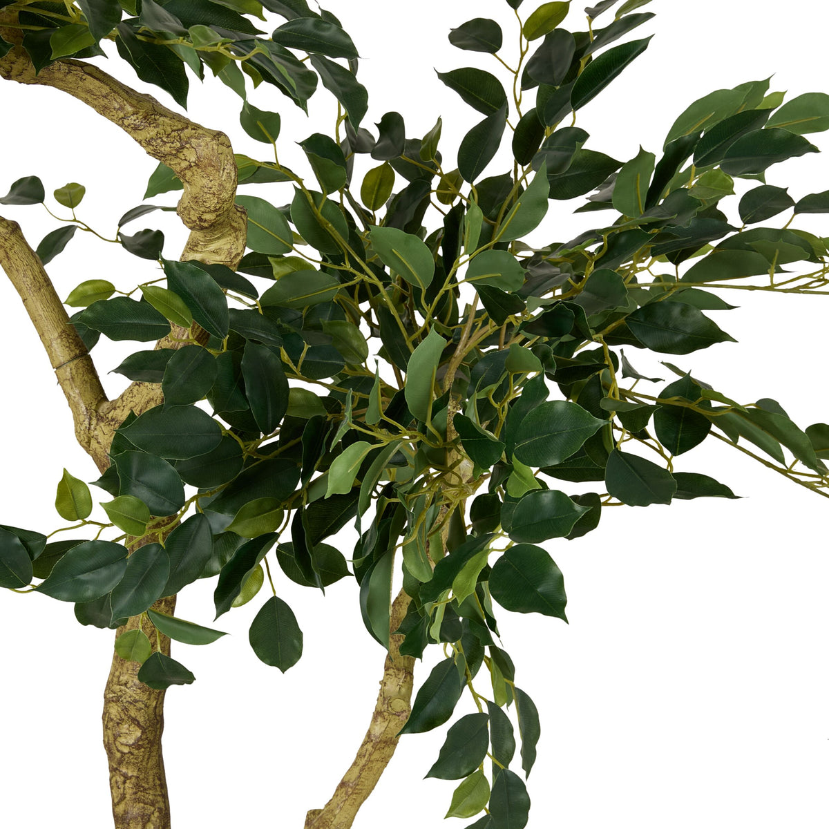 Grand JardiniÃ¨re Mini Leaf Ficus Tree 180cm