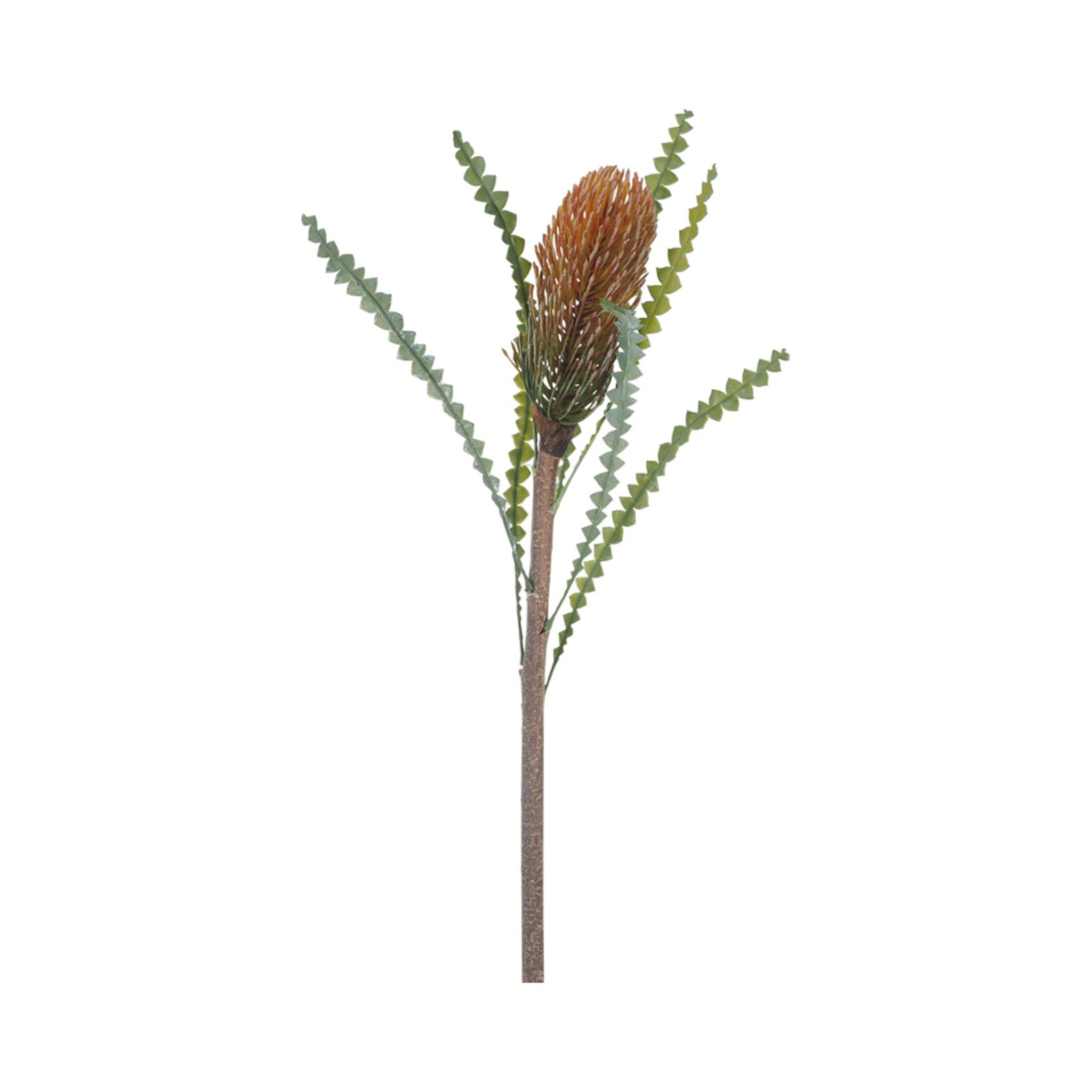 Blume Dark Banksia 66cm