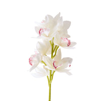 Bloomery Boat Orchid Stem White 63cm